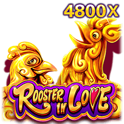 rooster in love